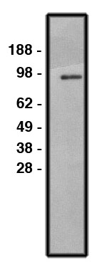 Western blot using NHE1 antibody (Cat. No. X2338P) on HT-29 cell lysate (Cat. No. X1633C).  Lysate loaded at 30 µg/lane.  Antibody used at 10 µg/ml.  Secondary antbody, mouse anti-rabbit HRP (Cat. No. X1207M), used at 1:150k dilution.